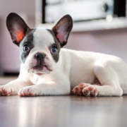 flooring for pets