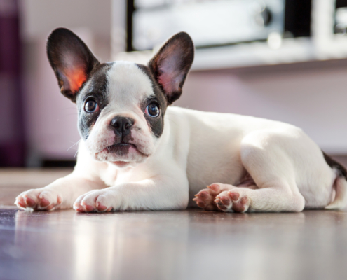flooring for pets