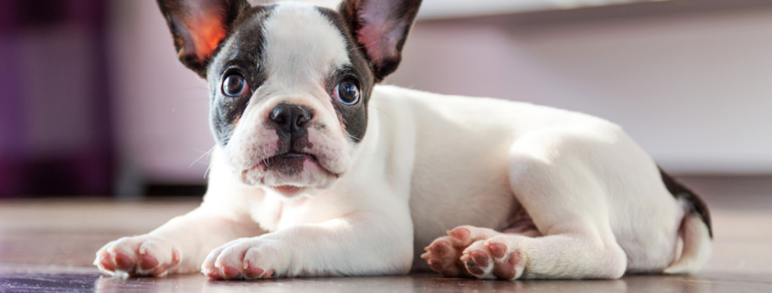 flooring for pets
